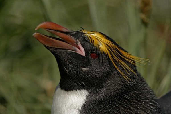 South Georgia Isl, Cooper Bay Macaroni penguin